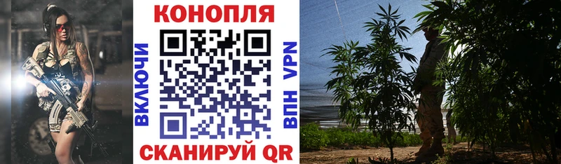 Конопля семена  купить   MEGA маркетплейс  Муром 
